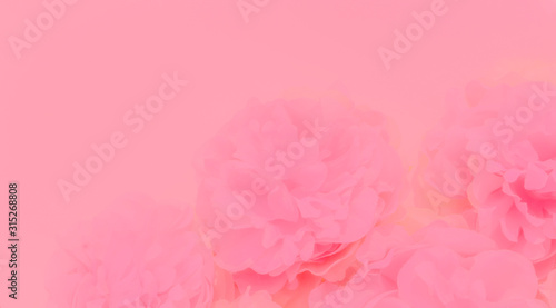 Beautiful abstract color white and pink flowers on white background and white flower frame and orange leaves background texture  flowers banner  pink background  colorful white banner happy valentine
