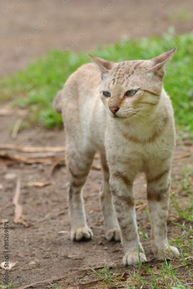 Blue-eyed gray cat with blurry background
