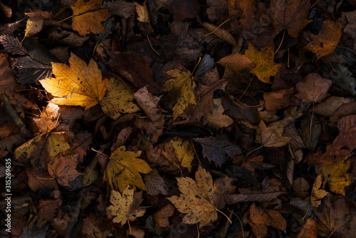 1枚のカエデの葉に光がさした落葉の絨毯