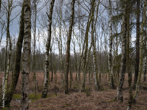 Fototapeta Naklejka Na Ścianę i Meble -  Blattlose Birken im Winter