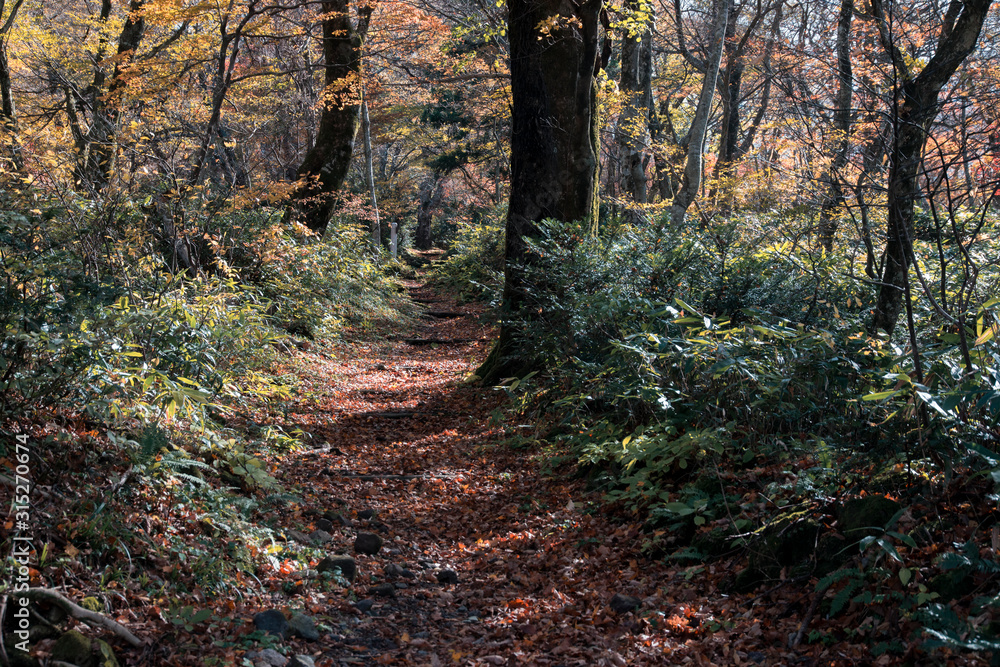 秋の大山隠岐国立公園の登山道