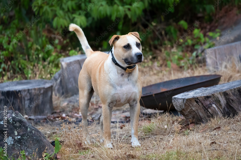 A brown and white short haired dog in a garden