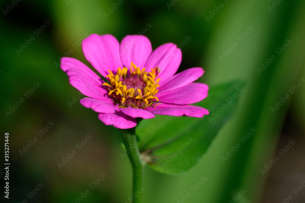 Fototapeta premium Pink Zinnia Elegans L with blurry background