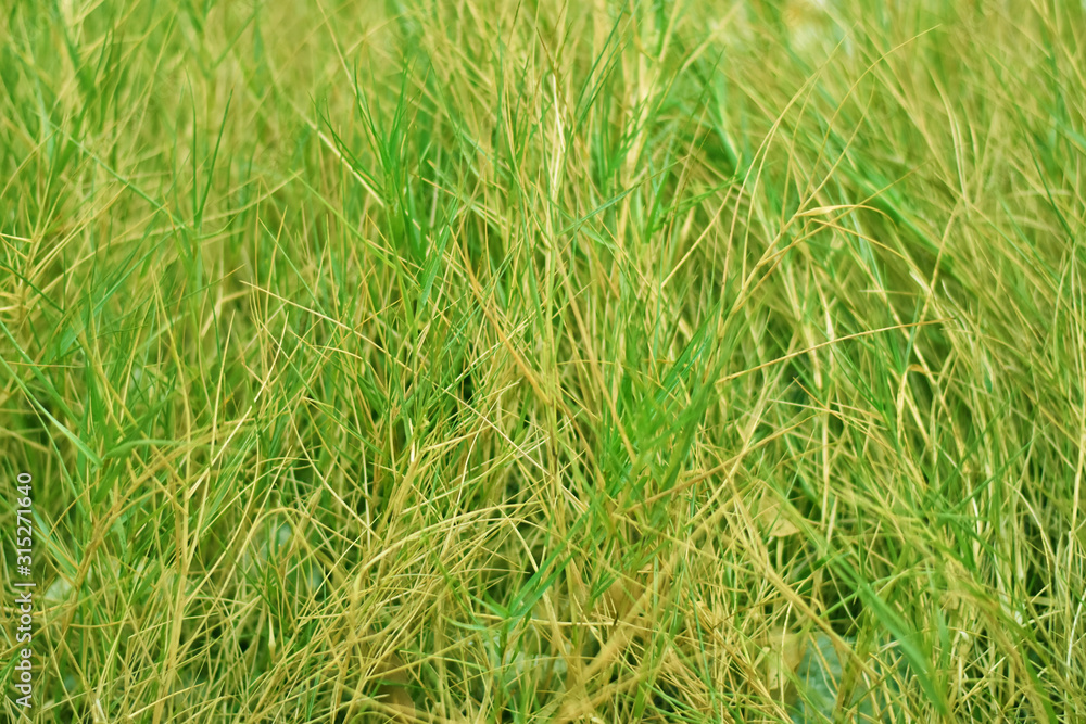 background of green grass background of green grass