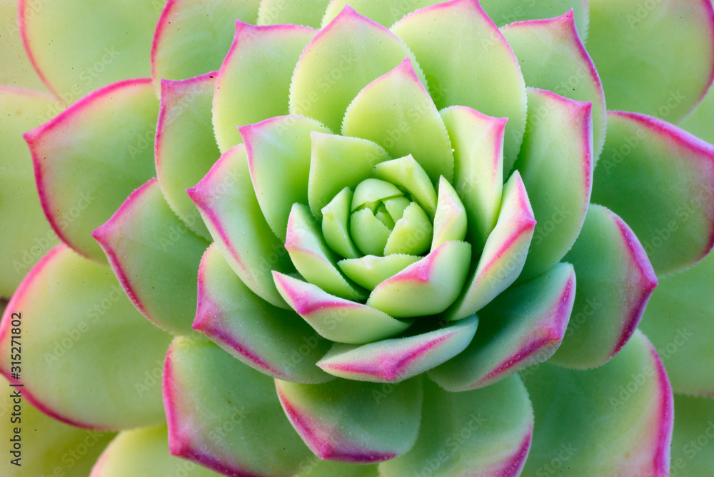 succulent in green and red succulent in green and red