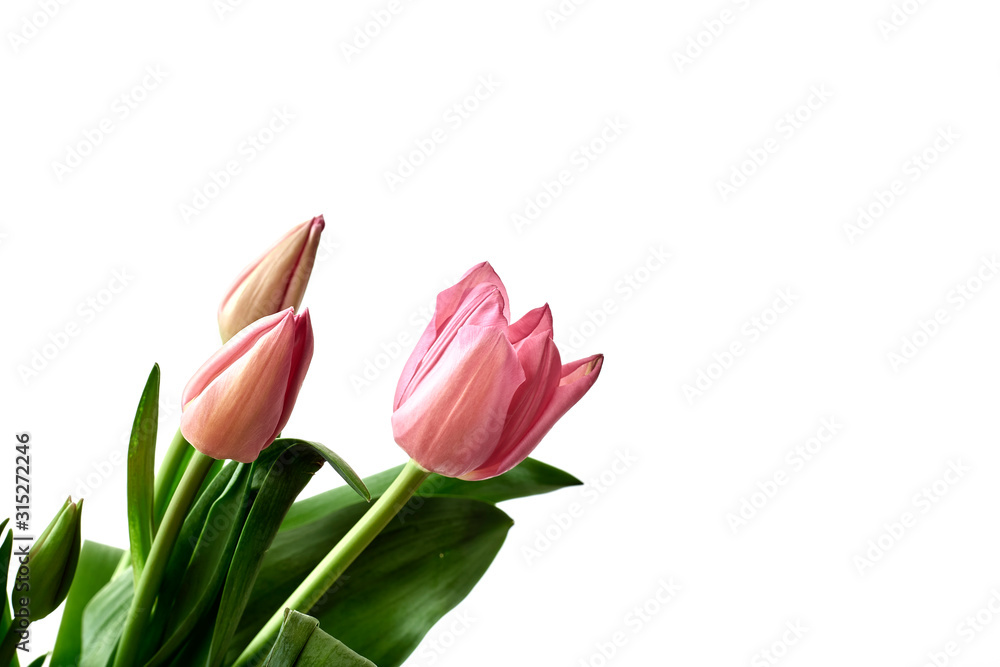 pink tulips isolated on white background pink tulips isolated on white background