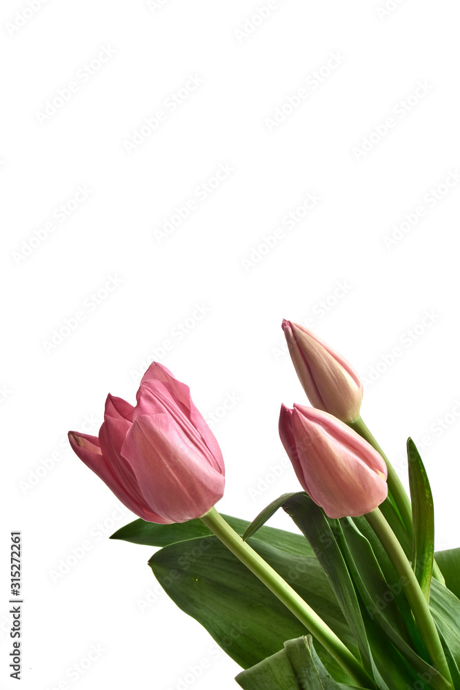 pink tulips isolated on white background