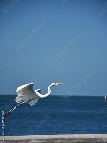 great white egret in flight