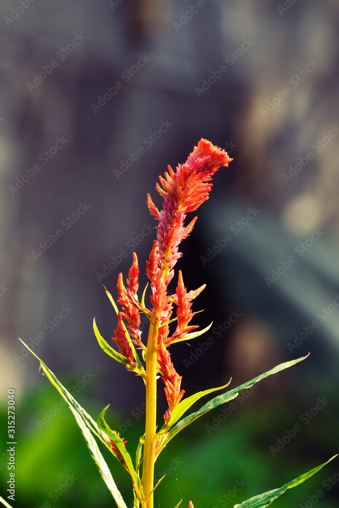 Fototapeta premium Red Celosia argentea L with blurry background