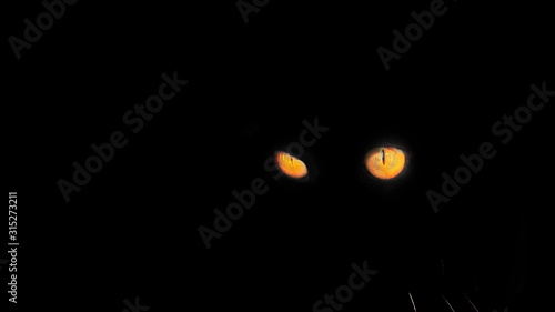 black cat with yellow eyes on a black background.