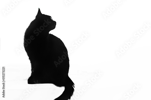 black cat on a white background. © Михаил 
