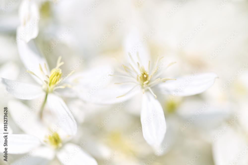 Blurred background. Clematis. The white flowers of clematis vines and the garden. Horizontal photo Blurred background. Clematis. The white flowers of clematis vines and the garden. Horizontal photo