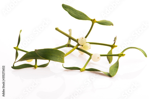 Wallpaper Mural Mistletoe (Viscum album) isolated on white background Torontodigital.ca