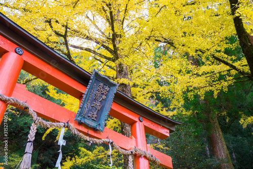 京都　岩戸落葉神社（いわとおちばじんじゃ）の銀杏　 photo