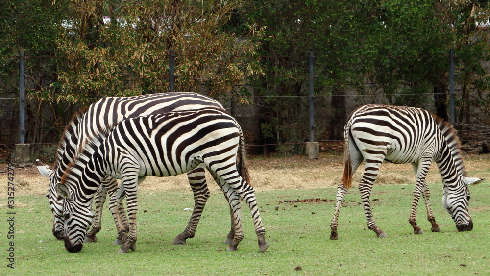 Three zebras eating grass on a forest background Three zebras eating grass on a forest background