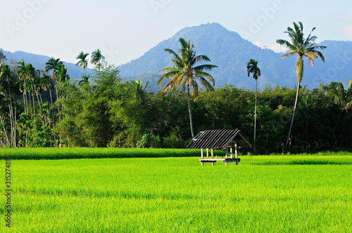 The rice fields in the countryside are green
