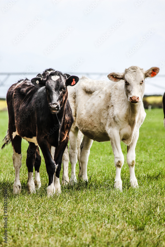 Cow in field. Farm animal. Herd of cows. Agriculture dairy industry. 