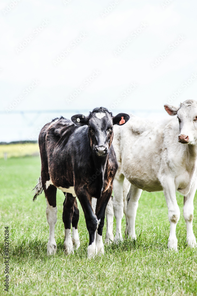 Cow in field. Farm animal. Herd of cows. Agriculture dairy industry. 