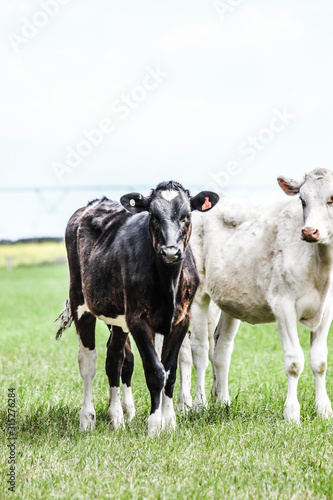 Cow in field. Farm animal. Herd of cows. Agriculture dairy industry.  © Joshua