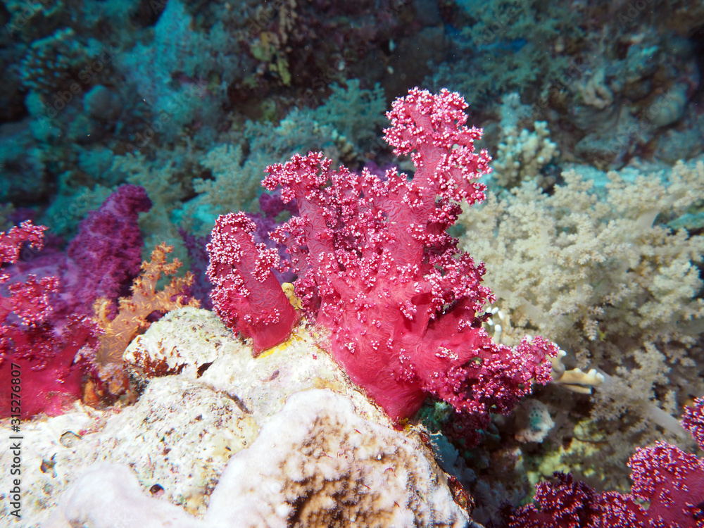 Fototapeta premium Scuba Diving Red Sea Egypt