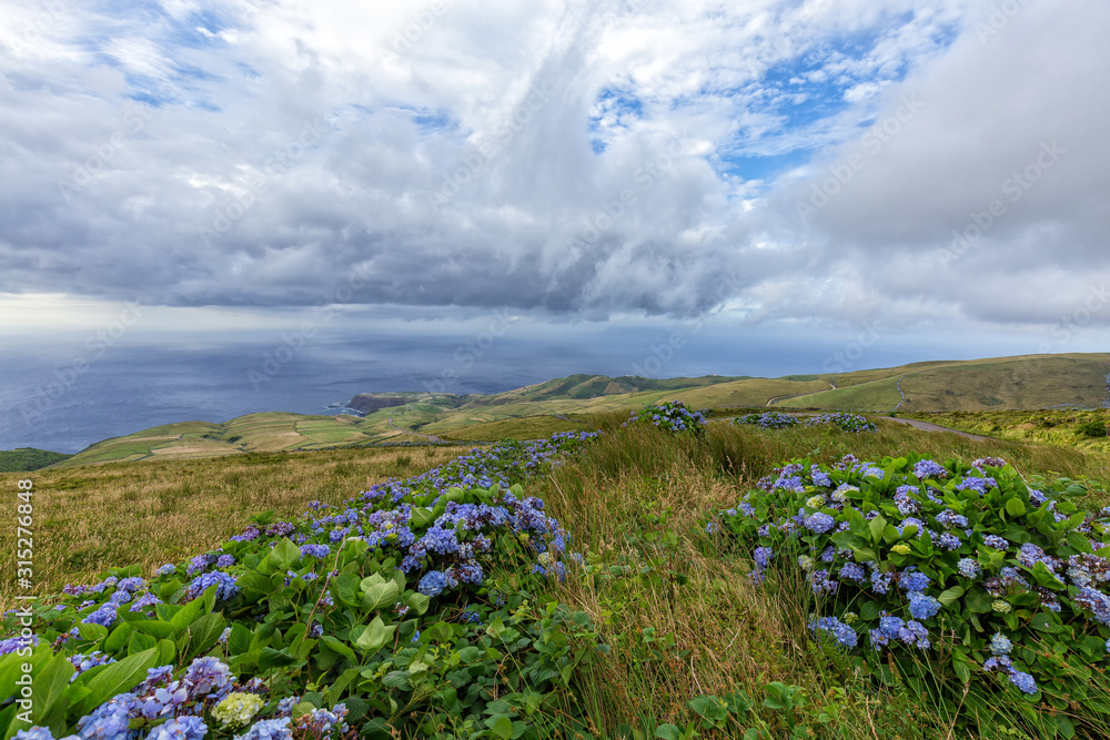Obraz premium Beautiful rows of hydrangea flowers on the northern coast of Flores, Portugal.