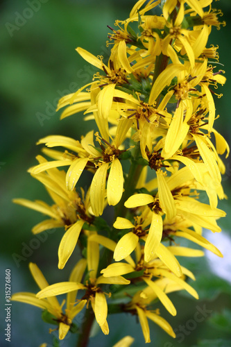Long inflorescence with bright yellow flowers of a ligularia przewalskii.