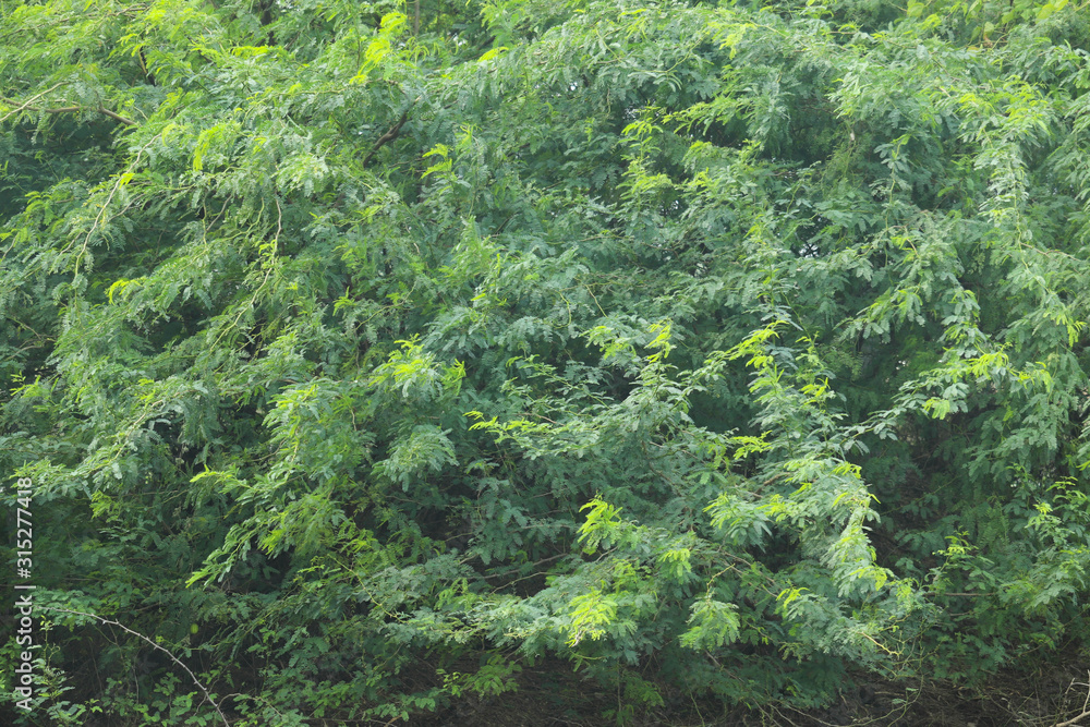 Fototapeta premium Outdoor Plants Hedge With Green Fur Leaves For Abstract Or Background Texture