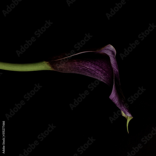 Calla lily, purple, dark background photo