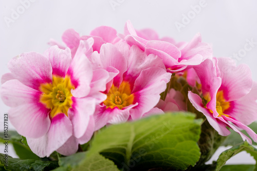 a plant of pink primroses  macro close up