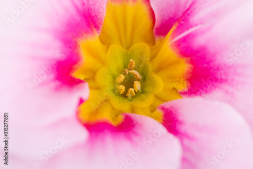 a plant of pink primroses  macro close up