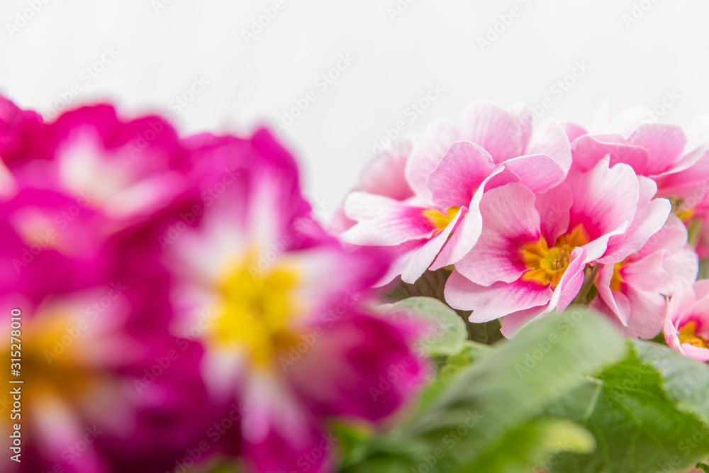 a plant of pink primroses, macro close up a plant of pink primroses, macro close up