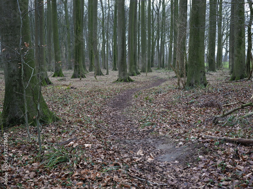 Laubwald im Winter