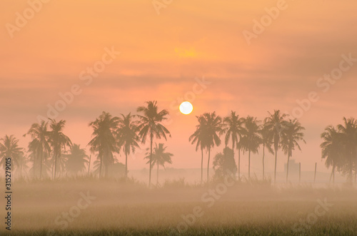 Silhouette of the coconut tree in the fog and the morning sunshine