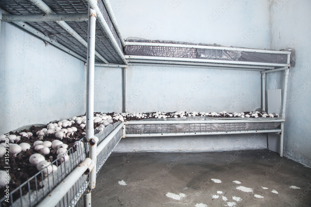 Obraz premium Delicious food. Mushrooms champignons in farm.