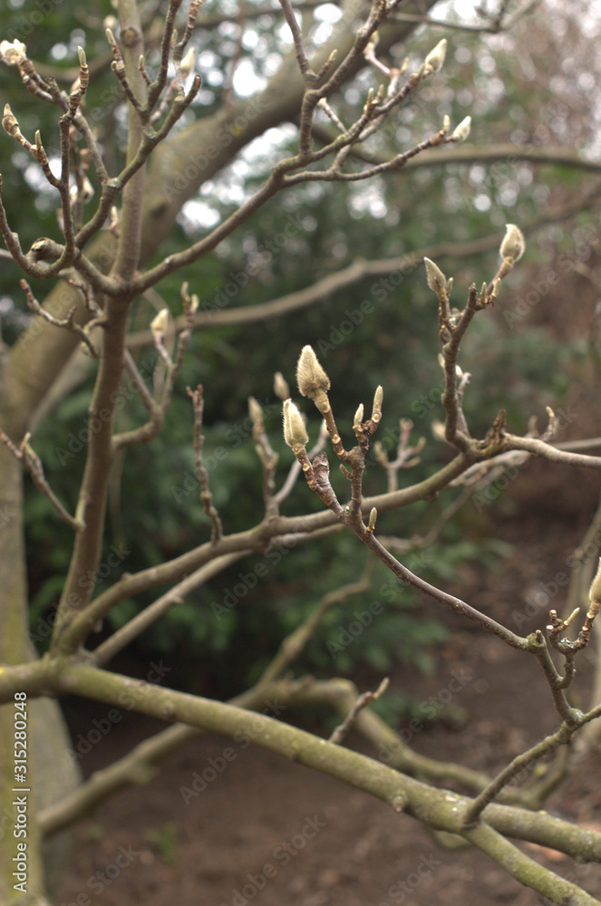 Magnolia tree with buds in spring in botanical garden Magnolia tree with buds in spring in botanical garden