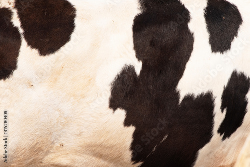 Real black and white cow skin close up on a background photo.