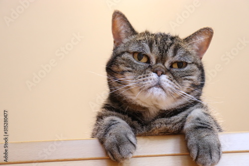 両手ちょこんとだし猫アメリカンショートヘアー