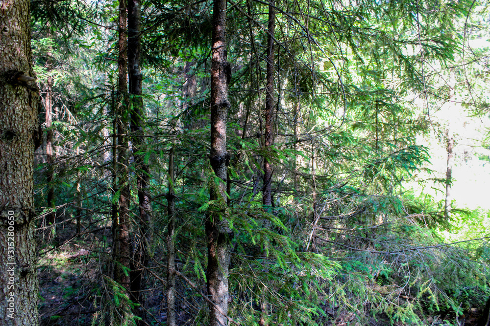 Obraz premium landscape picturesque forest in summer