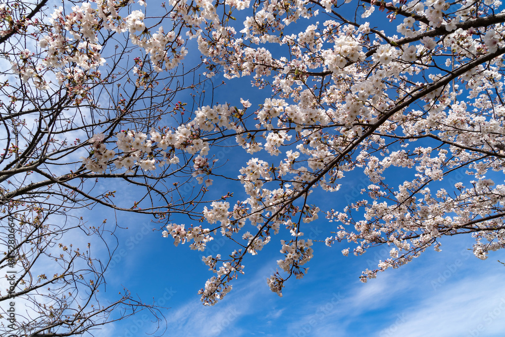Cherry blossom flowers and blue sky in Fukuoka prefecture, JAPAN. Cherry blossom flowers and blue sky in Fukuoka prefecture, JAPAN.