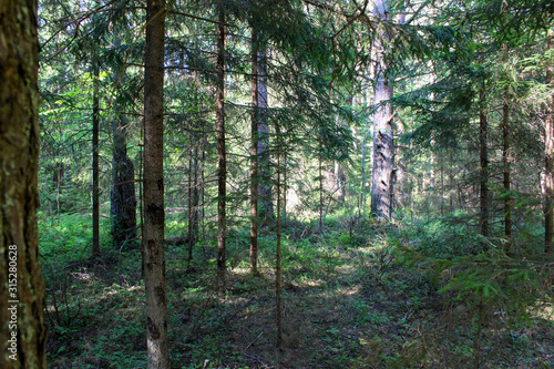 landscape picturesque forest in summer