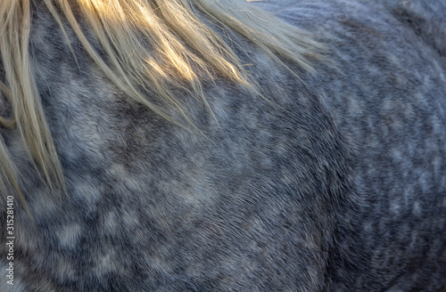 Fotografie Nice texture of roan grey horse with white mane