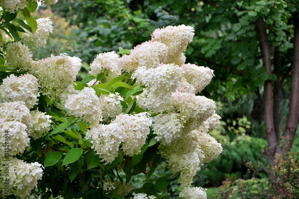 Luxurious hydrangea paniculata in the garden close-up. Luxurious hydrangea paniculata in the garden close-up.