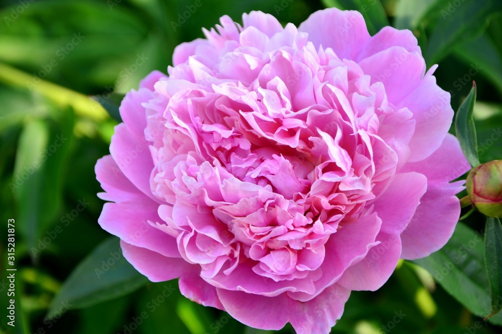 Pink peony in the garden close-up