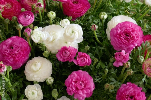 Ranunculus flower background.White and pink flowers  background.Tender spring floral background. Fresh Bright ranunculus with buds.Top view floral pattern
