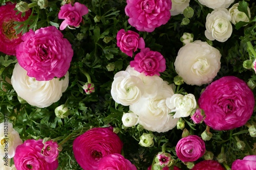 Ranunculus flower background. White and pink flowers close-up background.Tender spring floral background. Fresh Bright ranunculus with buds.Top view floral pattern