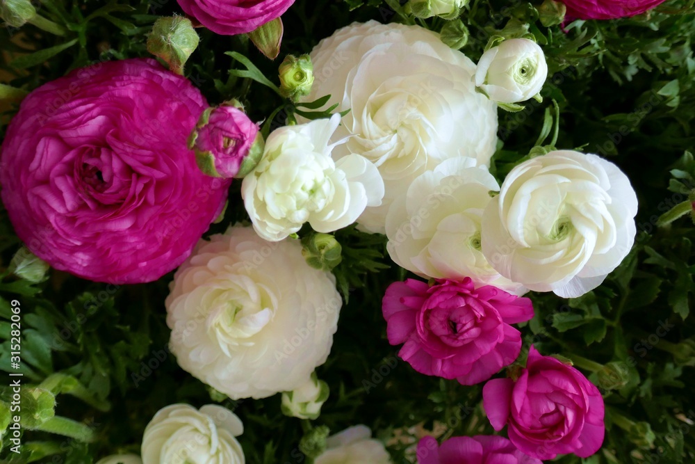Ranunculus flower background.White and pink flowers close-up background.Tender spring floral background. Fresh Bright ranunculus . Top view floral pattern