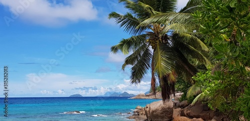 selective focus  tropical island  palm trees