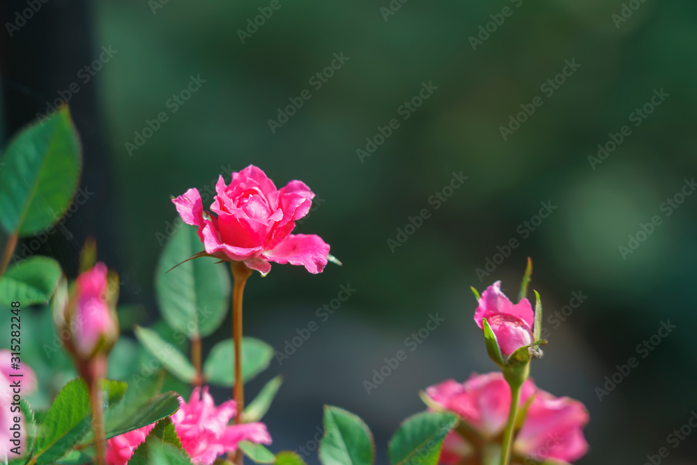 Beautiful pink Miniature roses in the garden with green background