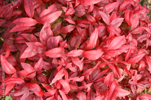 赤色になったオタフクナンテンの葉