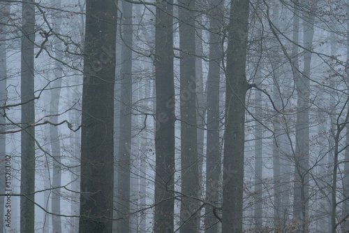 Bad weather photography. Close up blurred foggy leafless tree branches. Beautiful tree trunks in the forest and misty morning background.